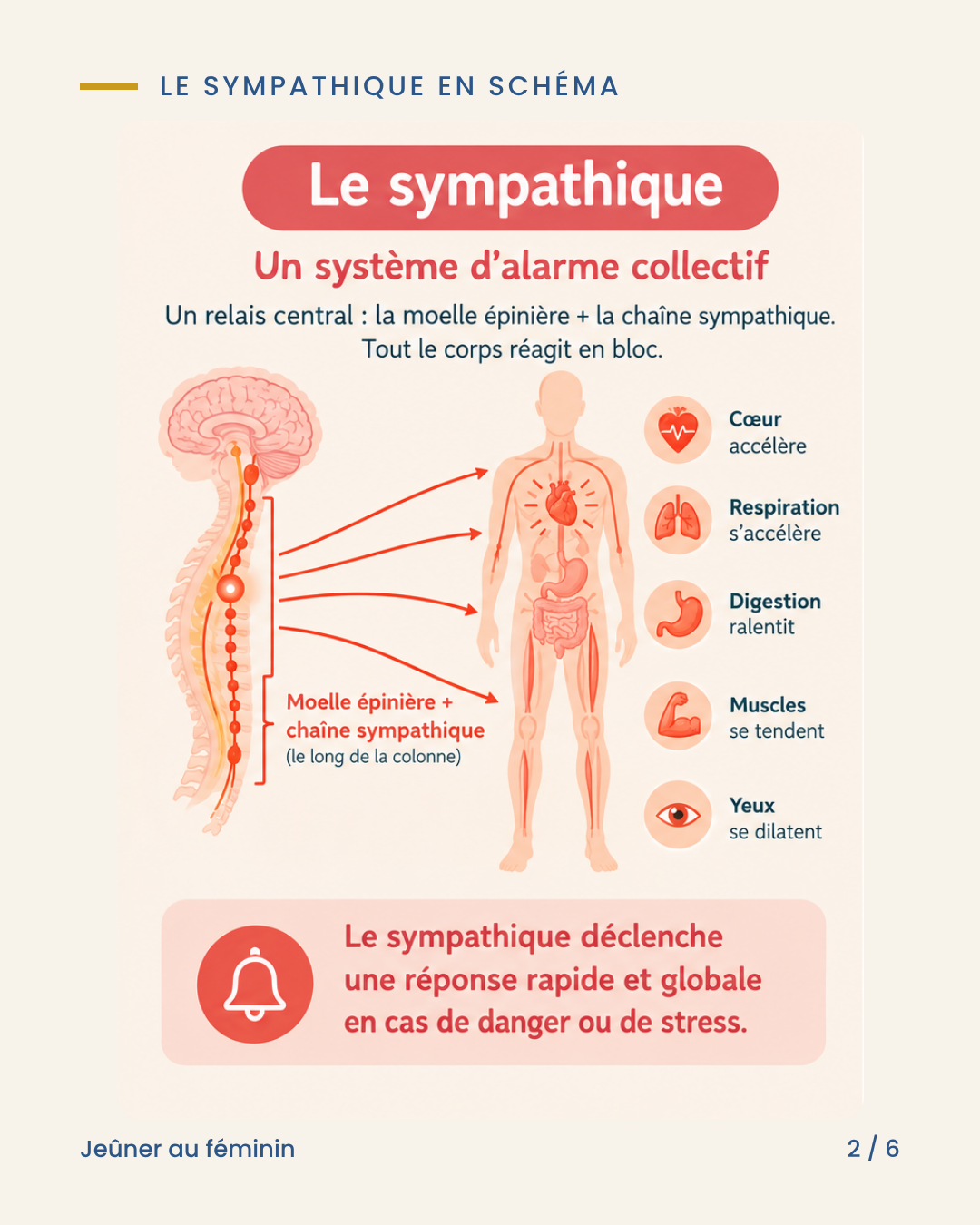 le système sympathique