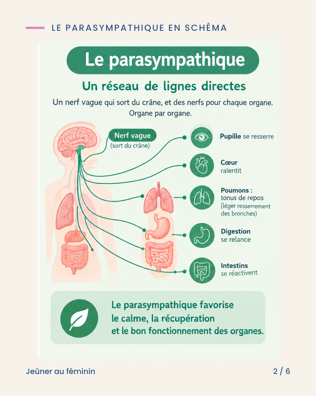 Schéma expliquant le système parasympathique
